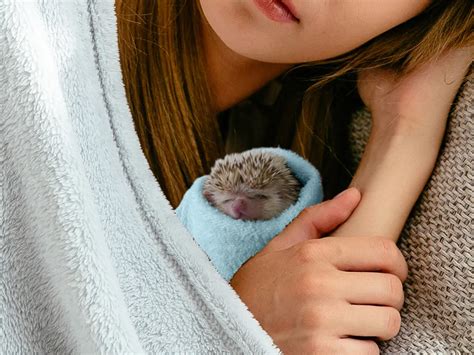 Hedgehog Hibernation Signs and Symptoms - Heavenly Hedgies