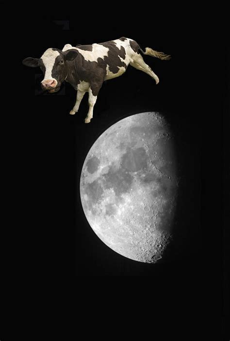 The Cow Jumped Over The Moon Photograph by John Short - Fine Art America