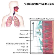 Mucus - Wikipedia