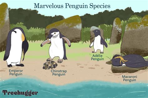 Images Of Penguins