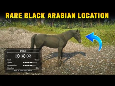 How To Get Rare Black Arabian Horse In Chapter 2 For Free With Location ...