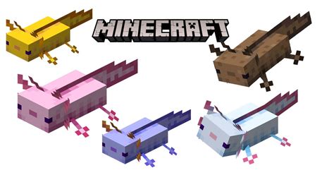 5 Rarest Axolotl Minecraft And How To Get Them