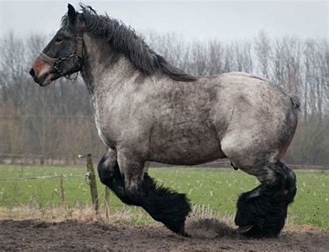 Belgian Draft Horse Info, Origin, History, Pictures