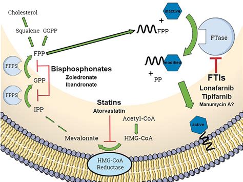 Frontiers | Bacteria Are New Targets for Inhibitors of Human ...