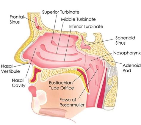 Nasal Turbinates - Sinus Surgery Center | UCI ENT | Sinus Surgery ...