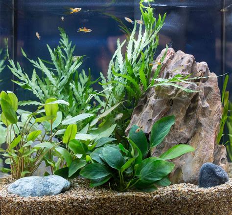 Unconventional Aquarium Plants – Choosing Fish Tank Garden Plants ...