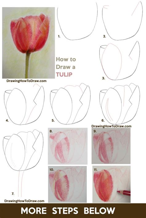 How to Draw Tulips with Colored Pencils Easy Step by Step Drawing ...