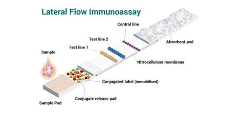 Two Successful Immunoassay formats in Lateral Flow Devices