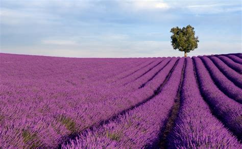 How To Visit the Lavender Fields in Provence – Provence Trip Ideas ...