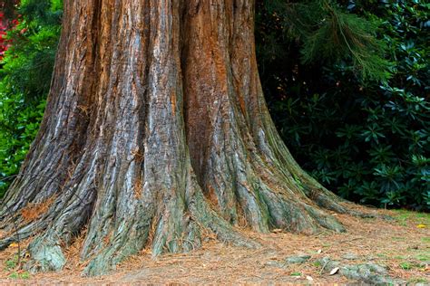 Tree Trunk Free Stock Photo - Public Domain Pictures