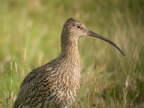 Orkney Native Wildlife Project | Nature | Orkney.com