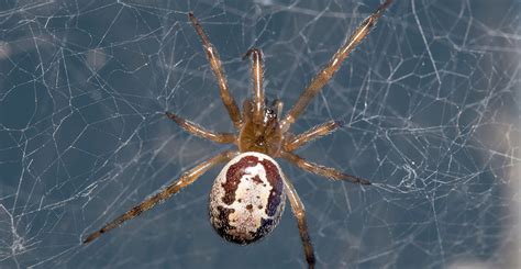 How dangerous are false widow spiders? | Natural History Museum