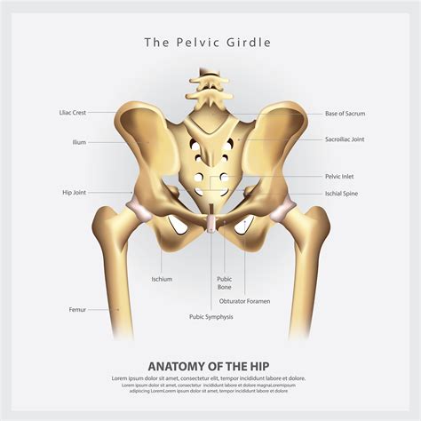 The Pelvic Girdle of Human Hip Bone Anatomy Vector Illustration 538244 ...