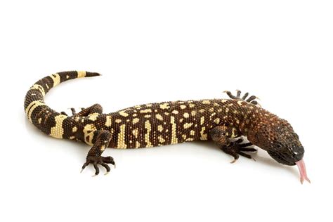 Mexican Beaded Lizard: Profile and Information