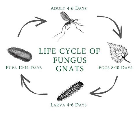 How to Kill Fungus Gnats - The Contented Plant