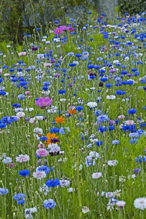 How to Grow Bachelor’s Button (Cornflower) | Gardener’s Path