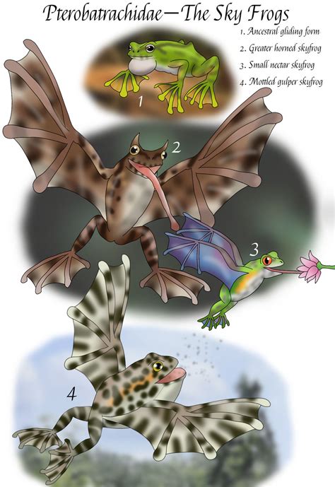 Skyfrog Concepts: Speculative Evolution by Olmagon on DeviantArt