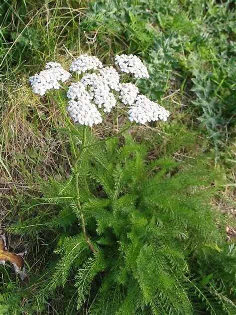 Achillea millefolium – The Agroforestry Research Trust