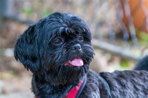 Blue Shih Tzu: Everything About These Rare Puppies