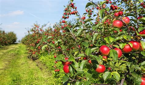 Celebrations in Himachal Pradesh as growers complete 100 years of ...