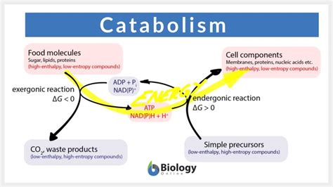 Catabolism Definition and Examples - Biology Online Dictionary