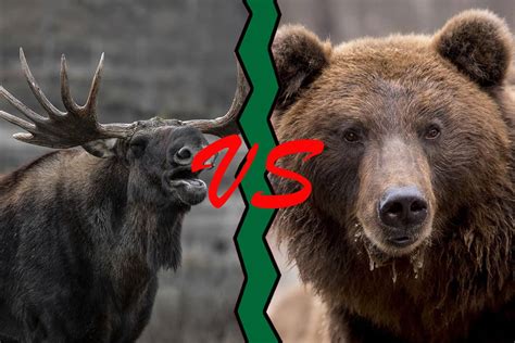 Moose Vs Bear (How They're Different) - Wildlife Informer