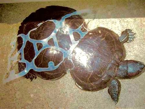 Turtle in plastic ring Ocean Pollution, Save Our Earth, Deformed ...