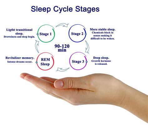 Sleep Stages: Understanding the Sleep Cycle - University Health News