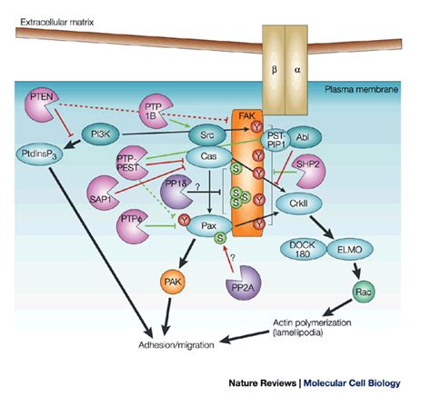 Focal Adhesion Pathway