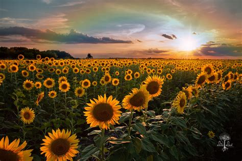 A Sunflower Field of Happiness - Plano, Texas family photographer ...