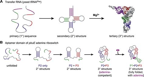 Tertiary Structure Of Rna