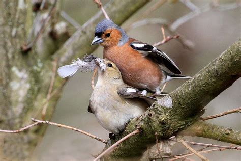 Pin on Birds