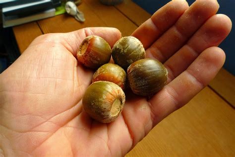 Wild Harvests: Percolation leaching Red Oak acorns