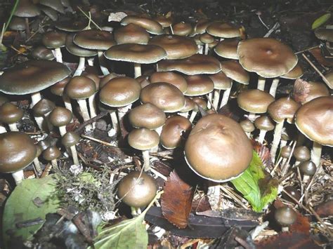 Psilocybe ovoideocystidiata - Alchetron, the free social encyclopedia