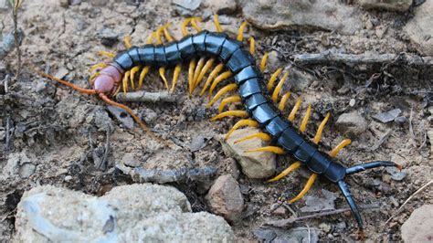 What to know about the venomous giant redheaded centipede | 5newsonline.com