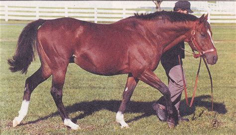 Northern Dancer. Coming back from his leisure time in his paddock ...