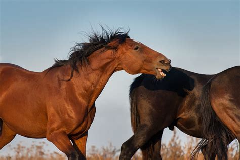 Introducing a New Horse to the Herd