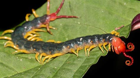 Amazonian Giant Centipede