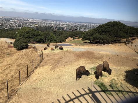 Oakland Zoo's California Trail Opens - Overaa Construction