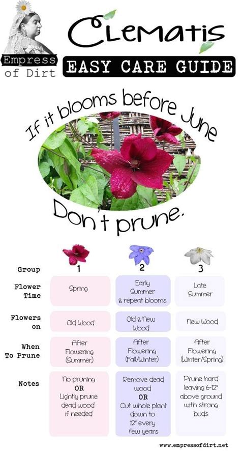 Clematis Pruning Guide by hootowlholler | Clematis, Garden vines ...