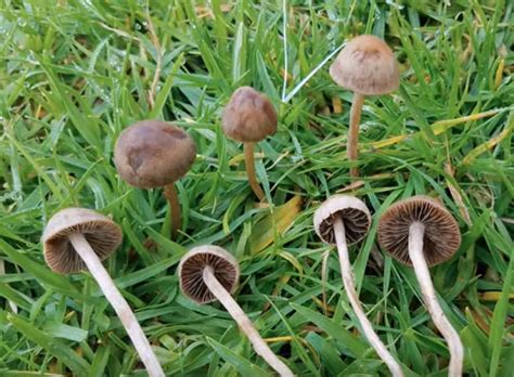 3 Common Lawn Mushrooms That Are Poisonous (and 6 That Are Not ...