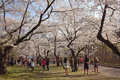 High Park Cherry Blossoms 2015 | Susan Drysdale