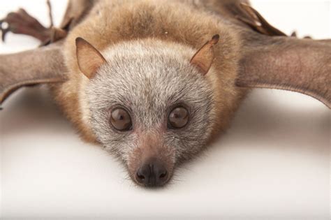 A little golden-mantled flying fox (Pteropus pumilus) | Cute bat, Fruit ...