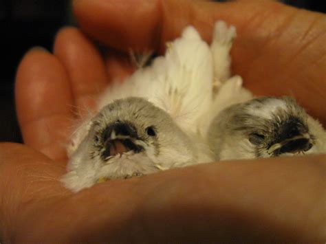 Gouldian Finch Hatching Eggs? | BackYard Chickens - Learn How to Raise ...