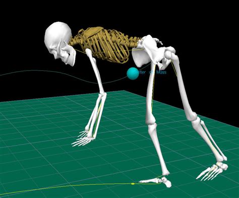 Center of Gravity – Body Physics: Motion to Metabolism