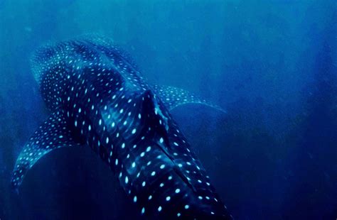 How Cameras are Helping Whale Shark Conservation | Current Conservation