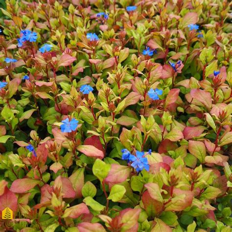 Ceratostigma plumbaginoides Plumbago from Home Nursery