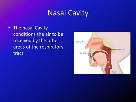 gas exchange respiratory system