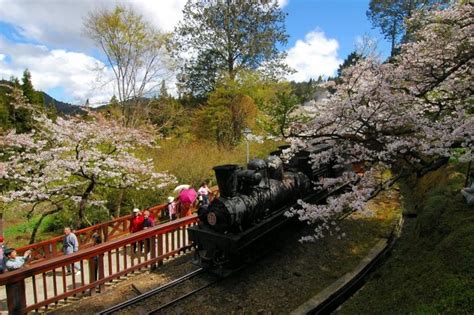 Cherry Blossoms in Taiwan: Everything You Need to Know Before Going