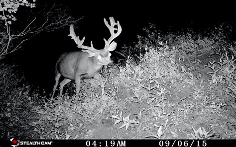 WOW!! HUGE Non-Typical Buck on our Trail Camera - YouTube